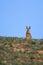 Single Brown Hare Lepus europaeus sitting on the skyline