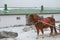 Single brown harnessed horse pulls sleigh on a winter road