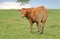 Single Brown Jersey Cow in Pasture