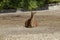 Single brown llama resting away in farmyard