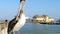 Single brown pelican on railing of a pier