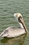 Single brown pelican swimming in tropical waters