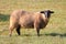 Single Brown Scottish Blackface Sheep