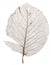 Single brown skeleton leaf