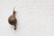 Single brown snail walking along gray brick wall.