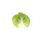 Single brussels sprout isolated on background