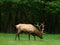 Single Bull Elk Grazes