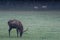 Single Bull Elk Grazes As Two More Spar In Background