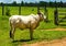 Single bull Nerole on a farm in Brazil