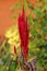 Single bunch of Amaranth or Amaranthus cosmopolitan annual plant flowers arranged in colourful bracts on top of stem with dark