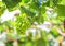 Single bunch grapes hanging on tree in organic orchard background