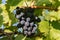 Single bunch of grapes on vine. Ripe grapes in fall