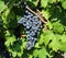 Single bunch of Merlot among the vine leaves