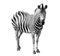 single burchell zebra