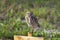 Single Burrowing Owl portrait perched, South West Florida Wildlife, Cape Coral, Royalty free image