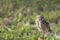 Single Burrowing Owl portrait perched, South West Florida Wildlife, Cape Coral, Royalty free image