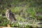 Single Burrowing Owl portrait perched, South West Florida Wildlife, Cape Coral, Royalty free image