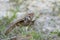 Single Burrowing Owl portrait perched, South West Florida Wildlife, Cape Coral, Royalty free image