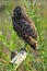 Single Burrowing Owl portrait perched, South West Florida Wildlife, Cape Coral, Royalty free image