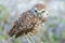 Single Burrowing Owl portrait perched, South West Florida Wildlife, Cape Coral, Royalty free image