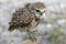 Single Burrowing Owl portrait perched, South West Florida Wildlife, Cape Coral, Royalty free image