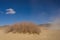 Single Bush in California Desert