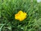 Single buttercup wild flower landscape