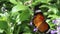 Single butterfly drinking nectar on colorful purple flowers nature insect background