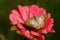 Single Butterfly on Flower or Plant Feeding on Nectar