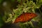 Single Butterfly on Flower or Plant Feeding on Nectar