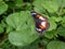 Single butterfly sitting on green leaves