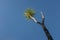 A single Cabbage Plant Palm tree against a bright blue sky