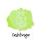 Single cabbage on white background with lettering