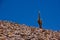 Single cactus in Atacama / Chile