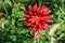 A single Cactus Dahlia surrounded by green leaves