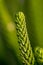 A single cactus plant isolated