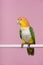 Single caique bird looking at the side on a pink background with space for copy