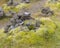 A single cairn at Laufskalar, Iceland where travellers leave rocks for luck