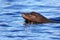 A Single California Sea Lion Swimming in the Ocean