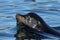 A Single California Sea Lion Swimming in the Ocean, Canada
