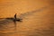 Single California surfer at sunset