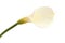 Single  calla lily