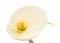 Single  calla lily