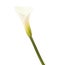 Single  calla lily