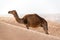 A Single Camel Alone in the Sahara