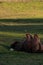 Single camel with two humps lays in grass in shadow