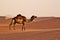 Single camel walking on dunes on a desert