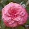 Single camellia flower closeup