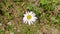 Single camomile flower