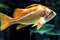 Single Canary rockfish - fish from the northeast region of Pacific Ocean in a zoological aquarium